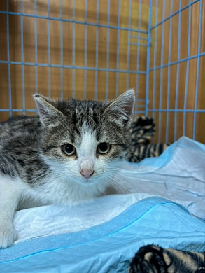 Под аркой колеса в Иванове нашли травмированного котенка